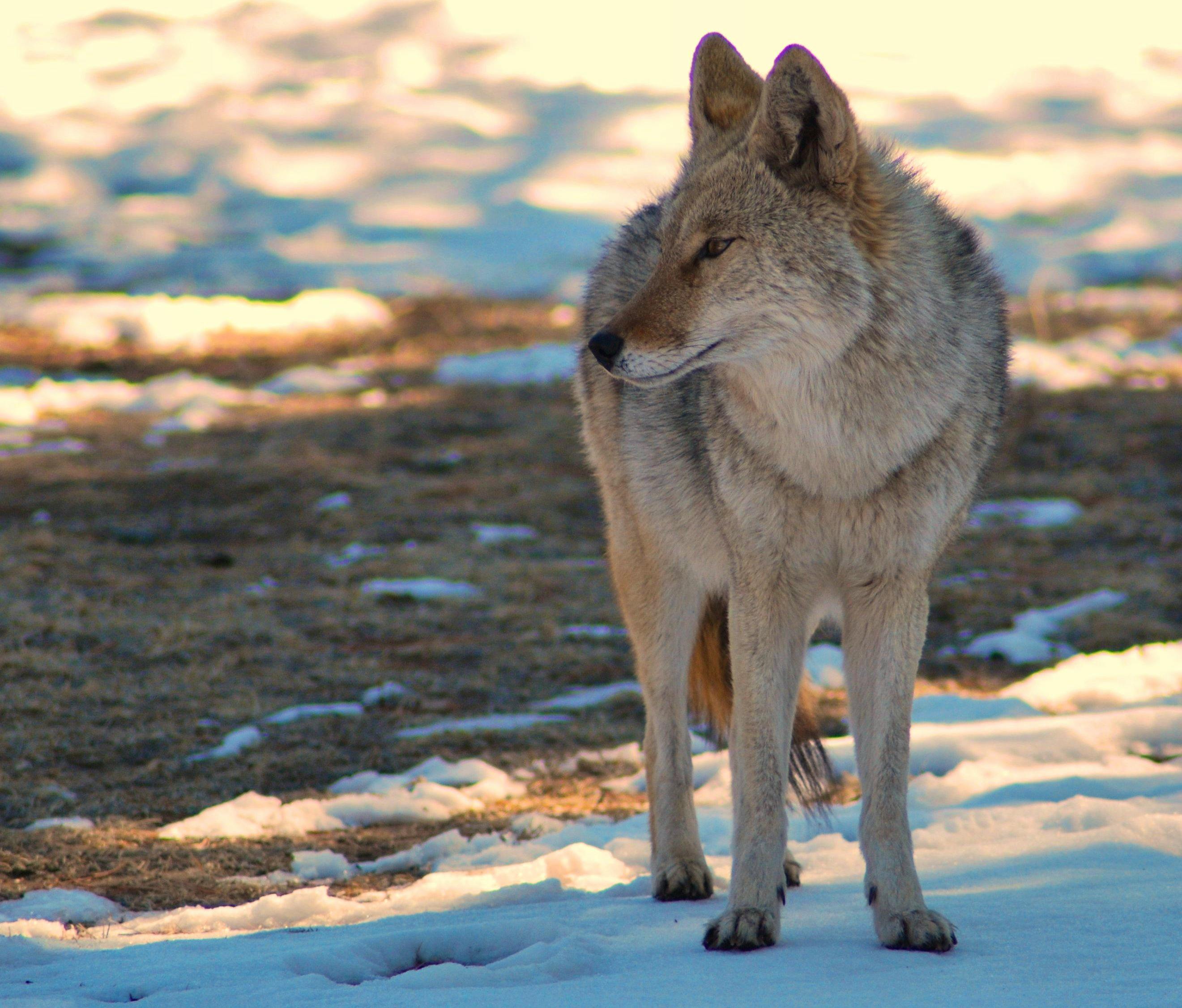 coyote during sunset 