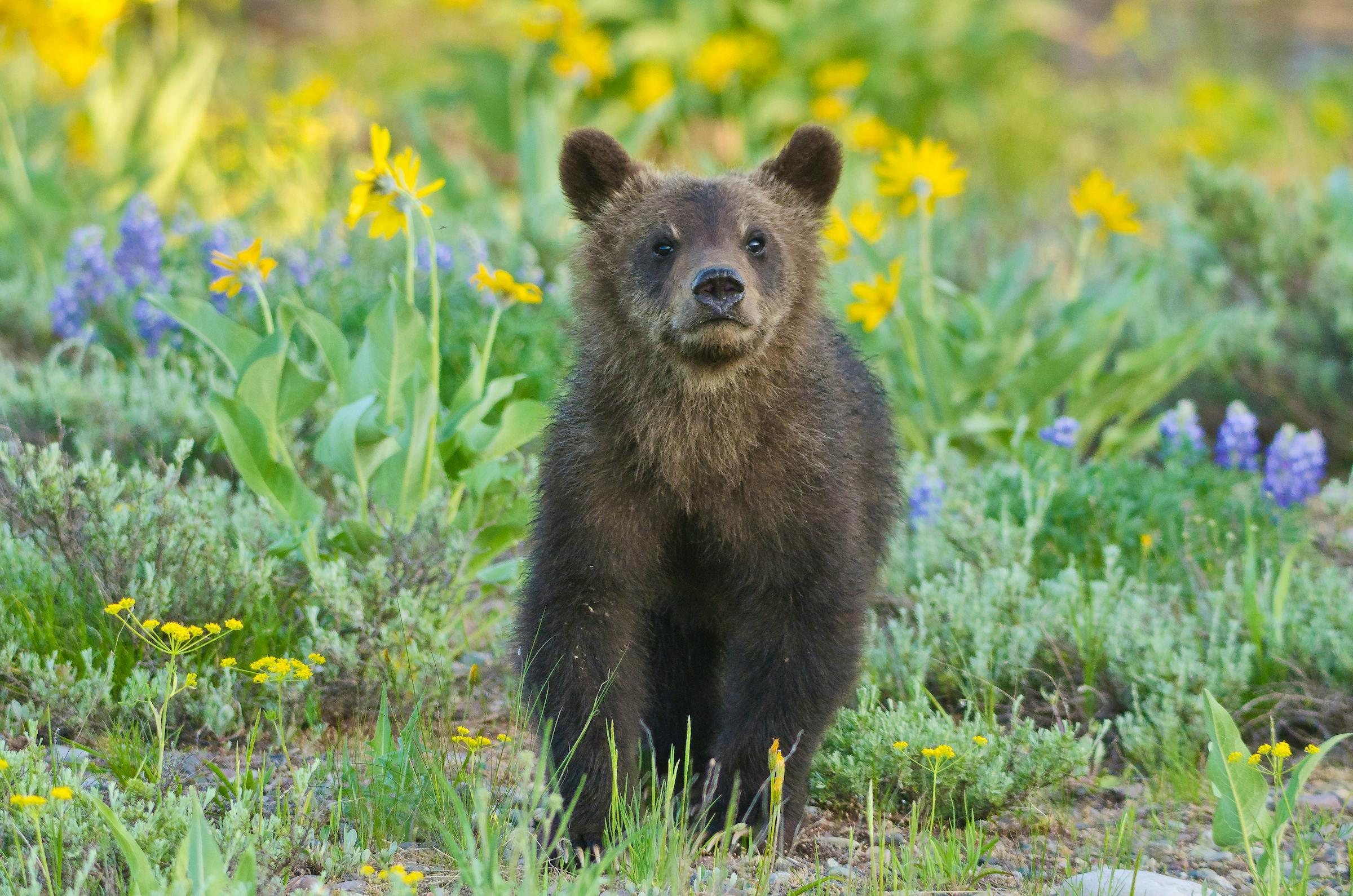 A young grizzly bear cub in a meadow of wildflowers in Grand Teton National Park.