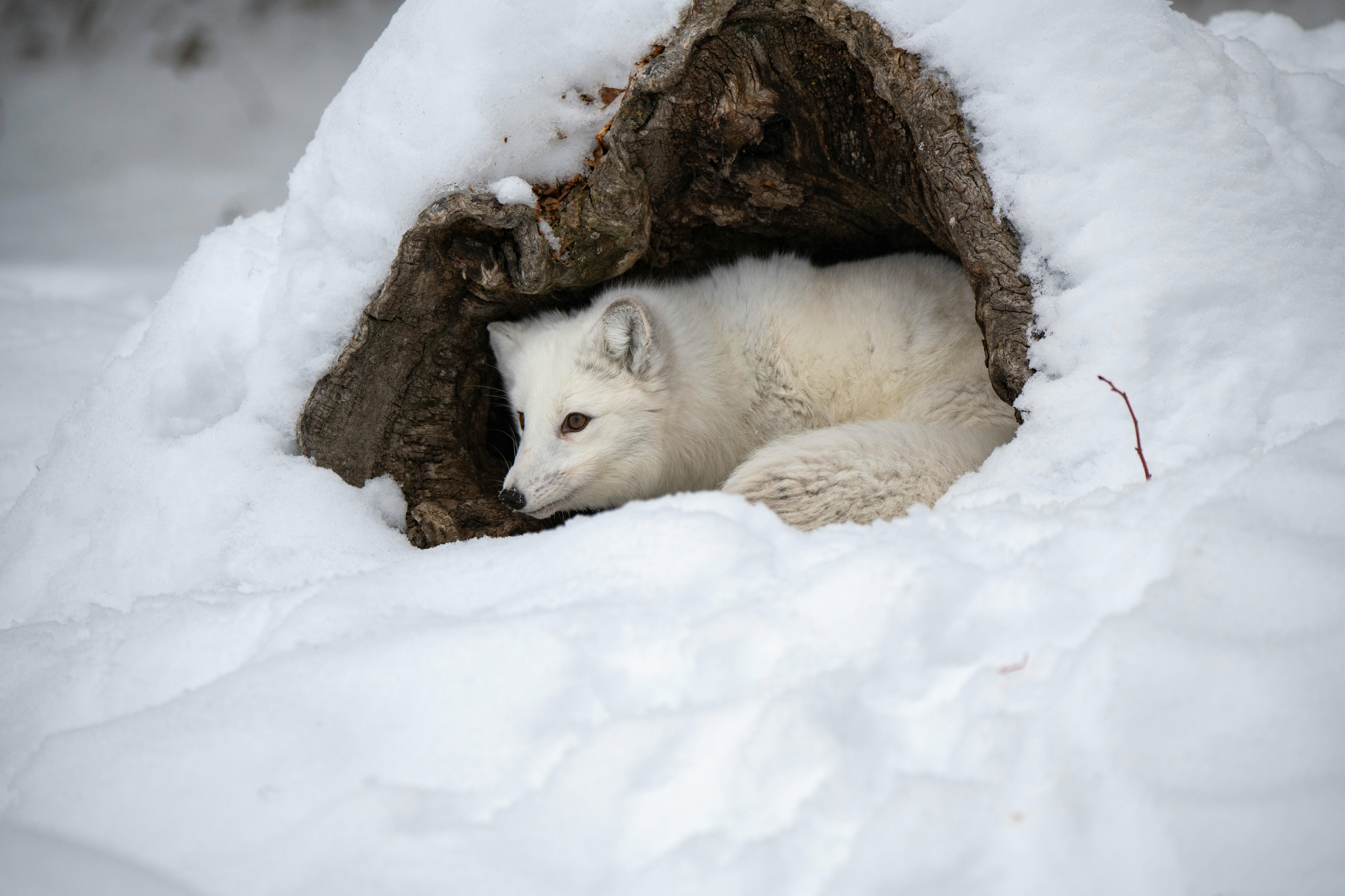 curled up arctic fox
