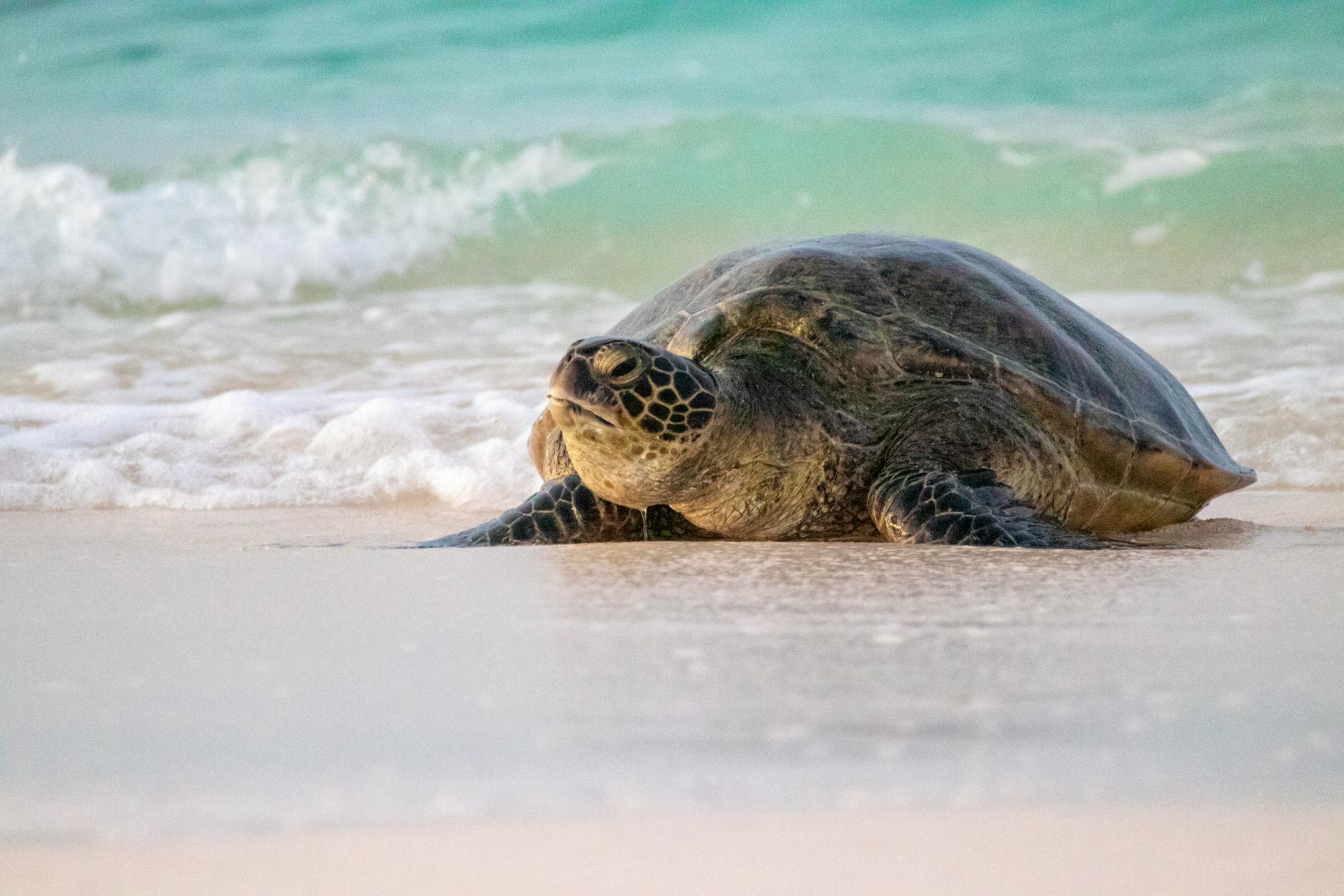 Green sea turtle on beach