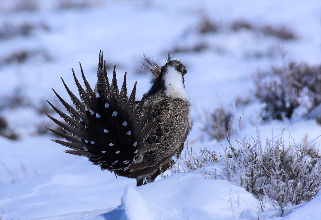 sage grouse in snow at Seedskadee National Wildlife Refuge 