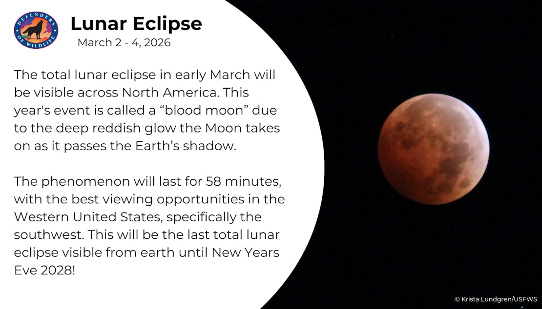 Lunar Eclipse Template