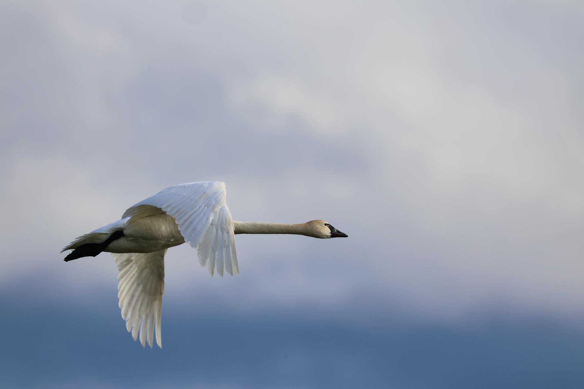 Tundra swan flying. Blue skies are behind in the bottom fourth of the photo while clouds fill the rest of the background.