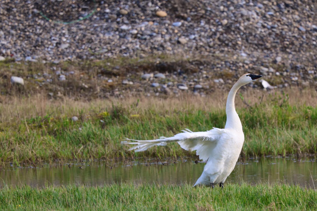 A tundra swan spreads it's wings back, stretching its neck all the way up on a patch of grass on the bank of a creek or small river.