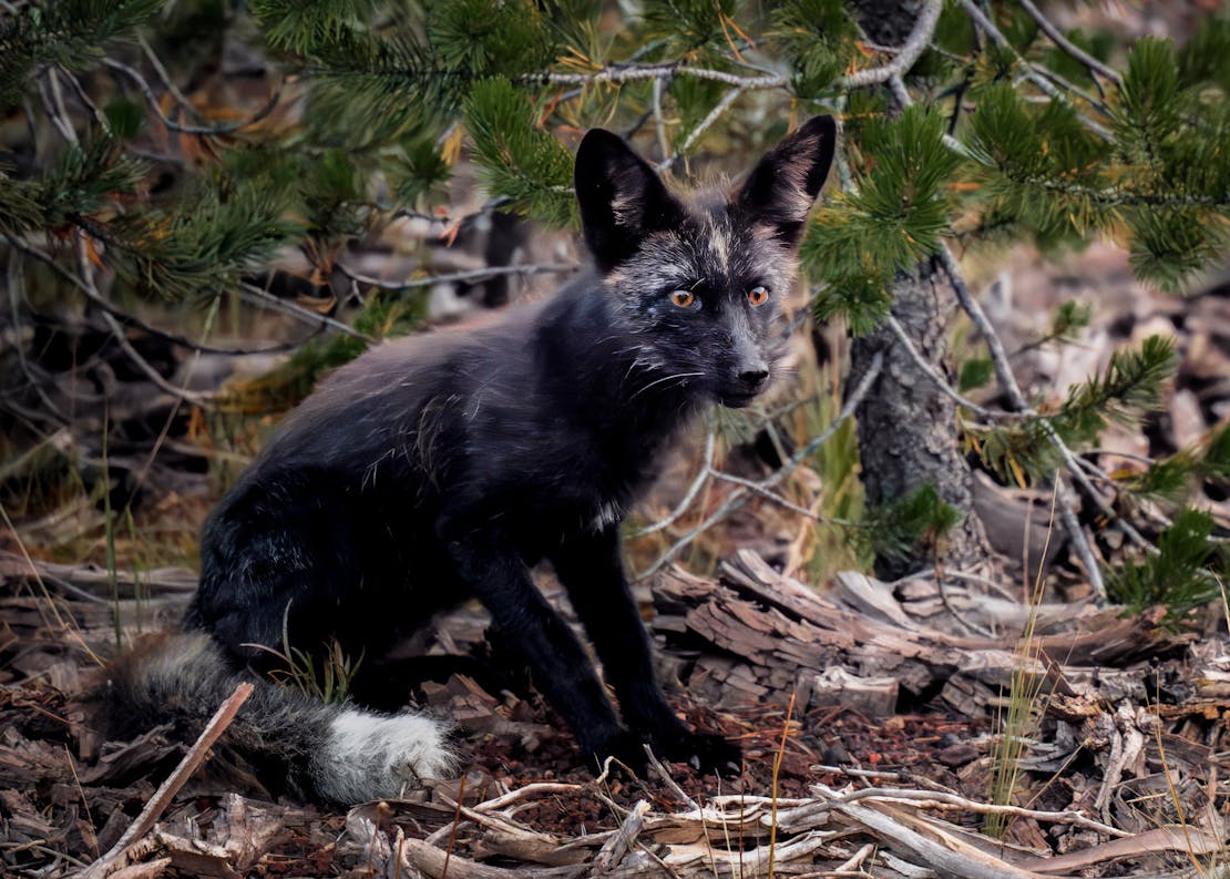 A Sierra Nevada red fox sitting under a tree on a wooded forest floor.