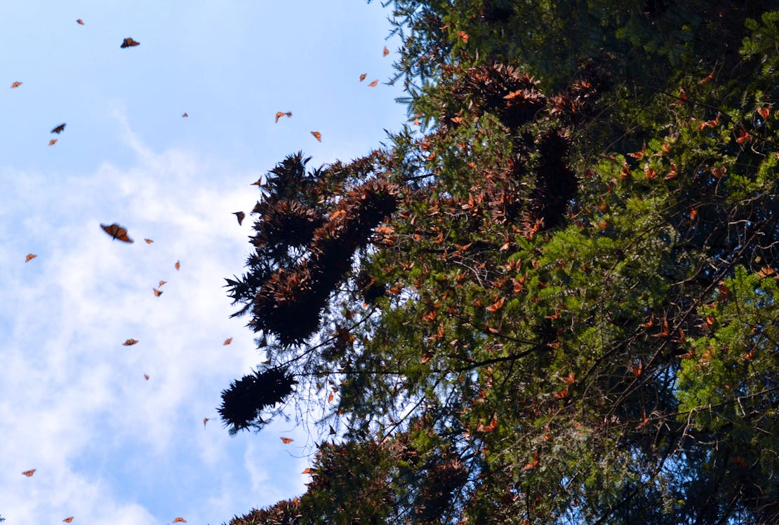 monarch migration