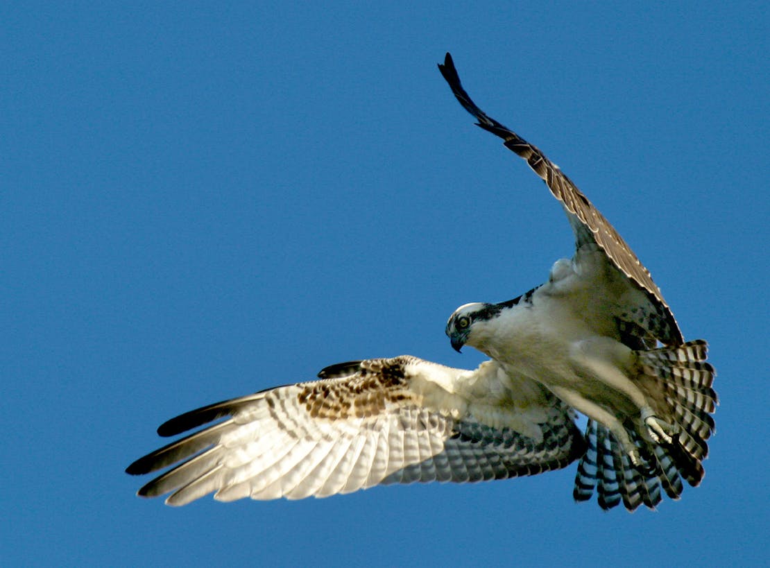 osprey
