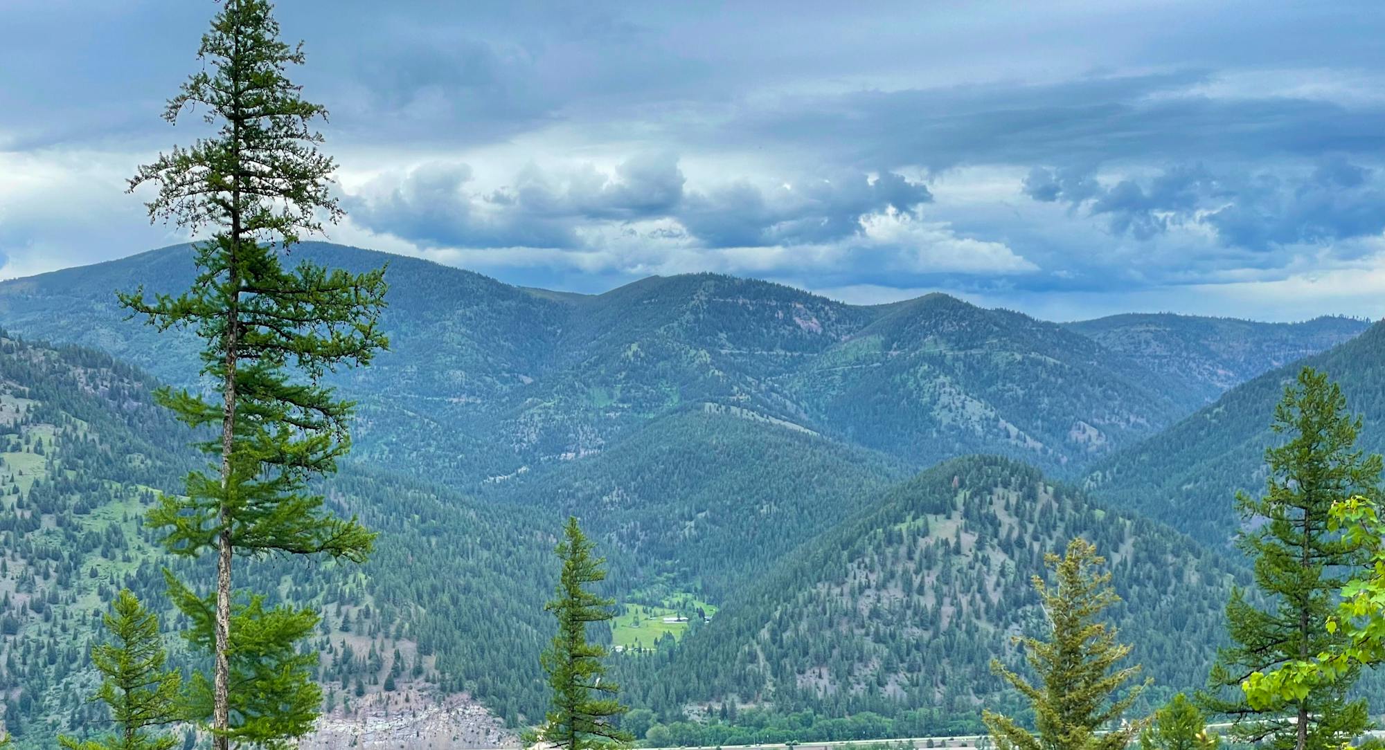 tall pines with landscape of mountains in the background
