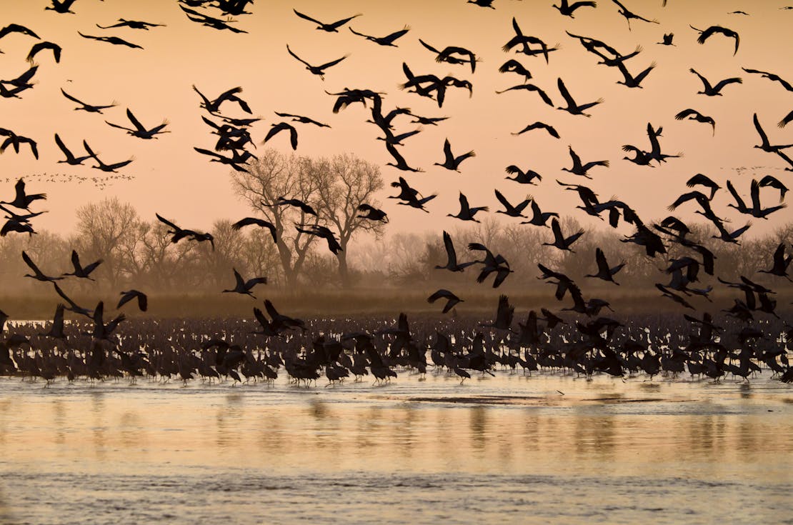 Sandhill crane migration 