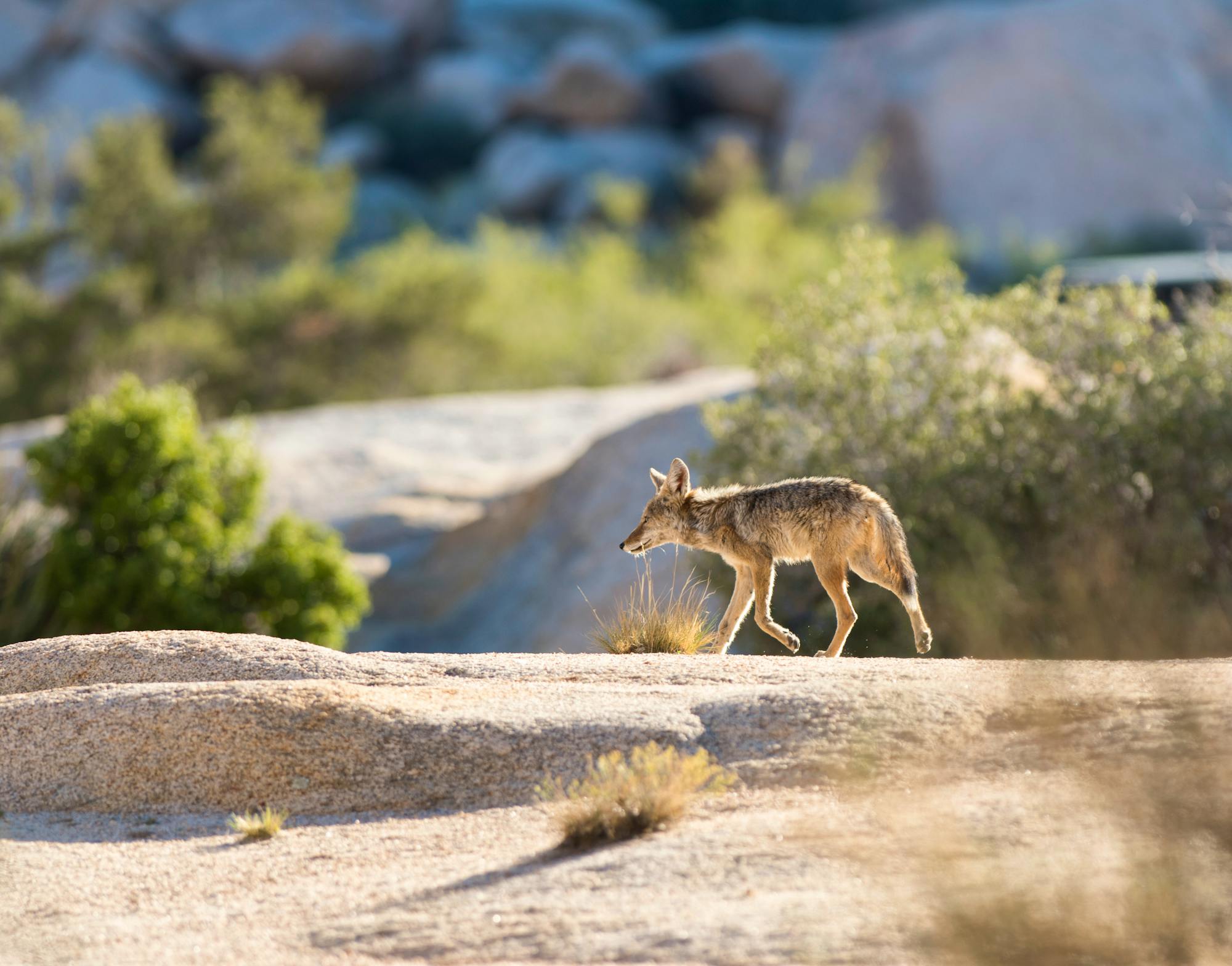 coyote at hidden valley campground in joshua tree