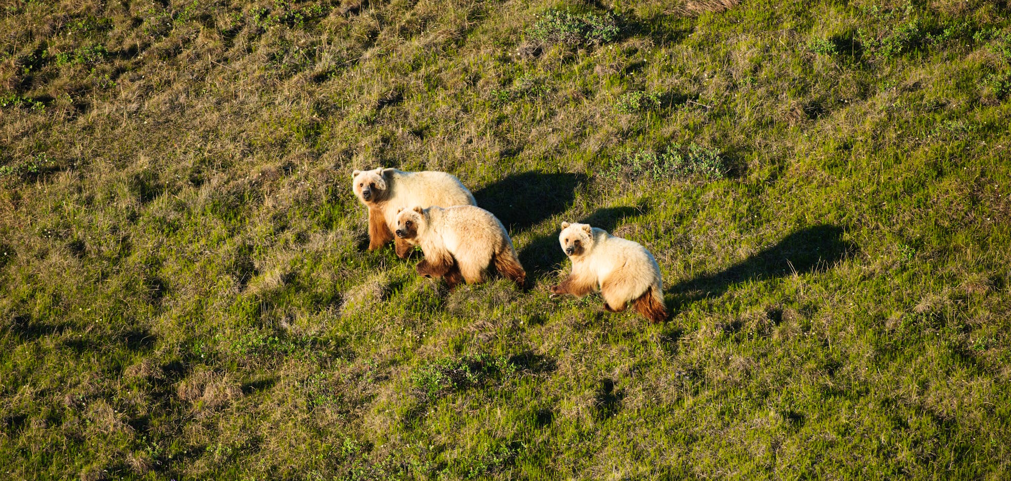 grizzly bears