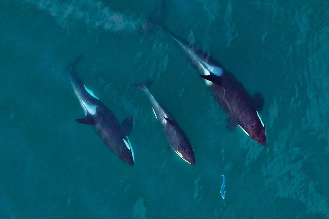 A family group of southern resident orcas chasing a salmon