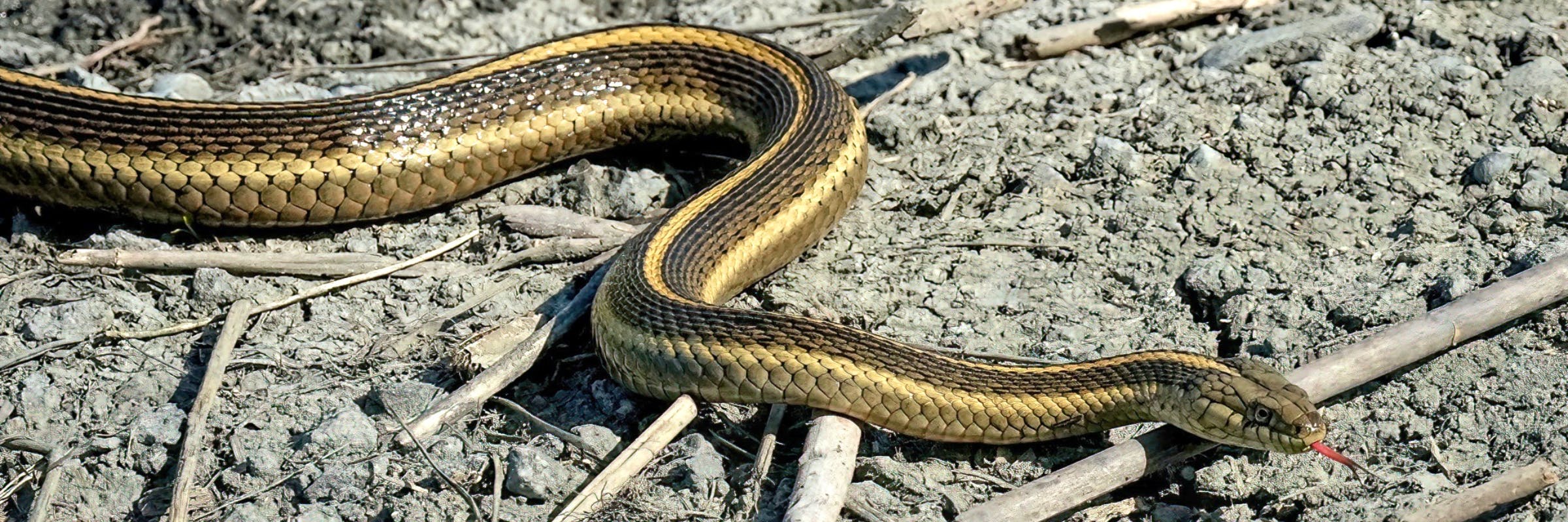 A giant garter snake slithers over dirt that is littered with sticks. The snake&#039;s tongue is sticking out.