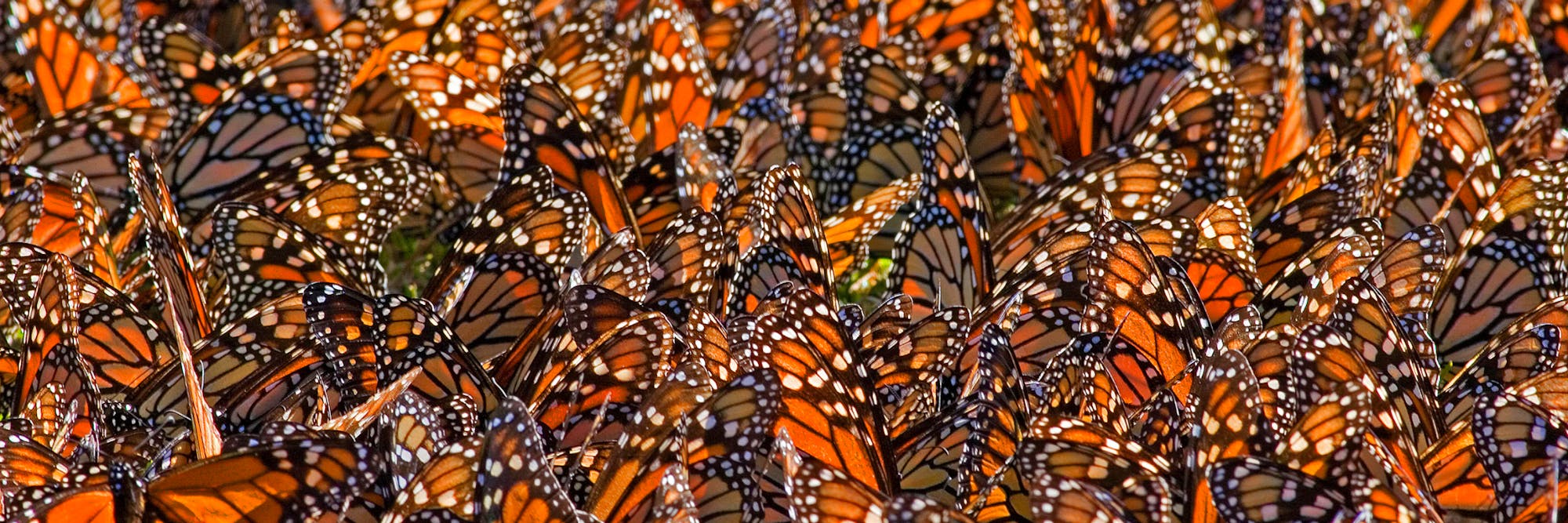 monarch wings