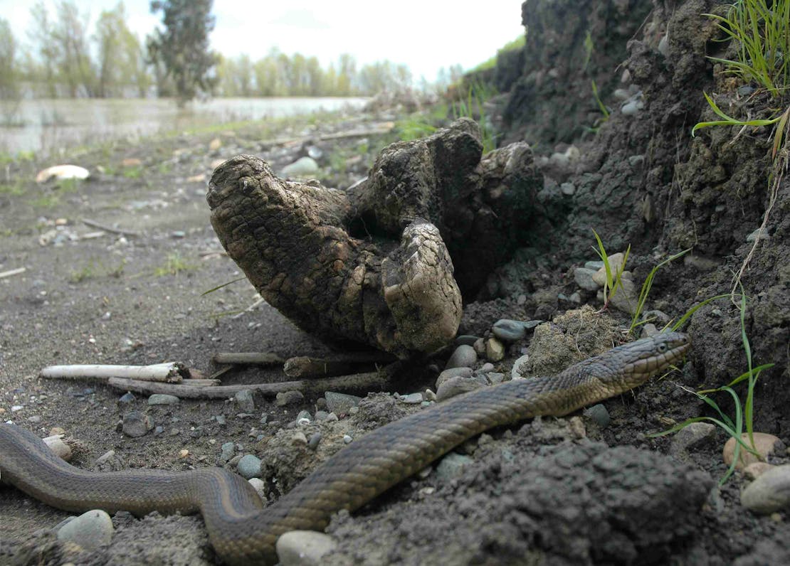 A giant garter snake slithers on the base of a tree. In the background, you can see a wetland include a body of water and some tall grasses.