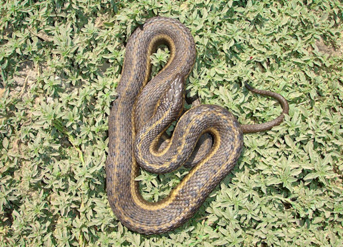 A giant garter snake laying on a bed of light-green, leafy plants. They way it's laying, it's long body makes a narrow 'L' shape, with it's head in the center. 