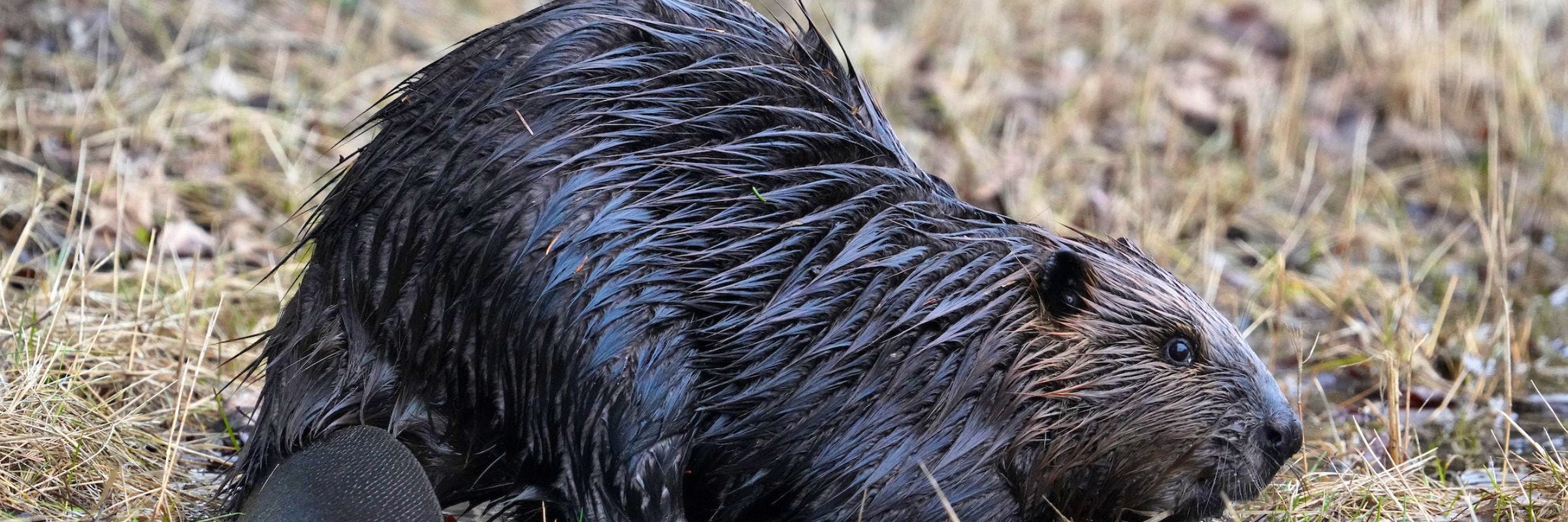 North American beaver in shallow water