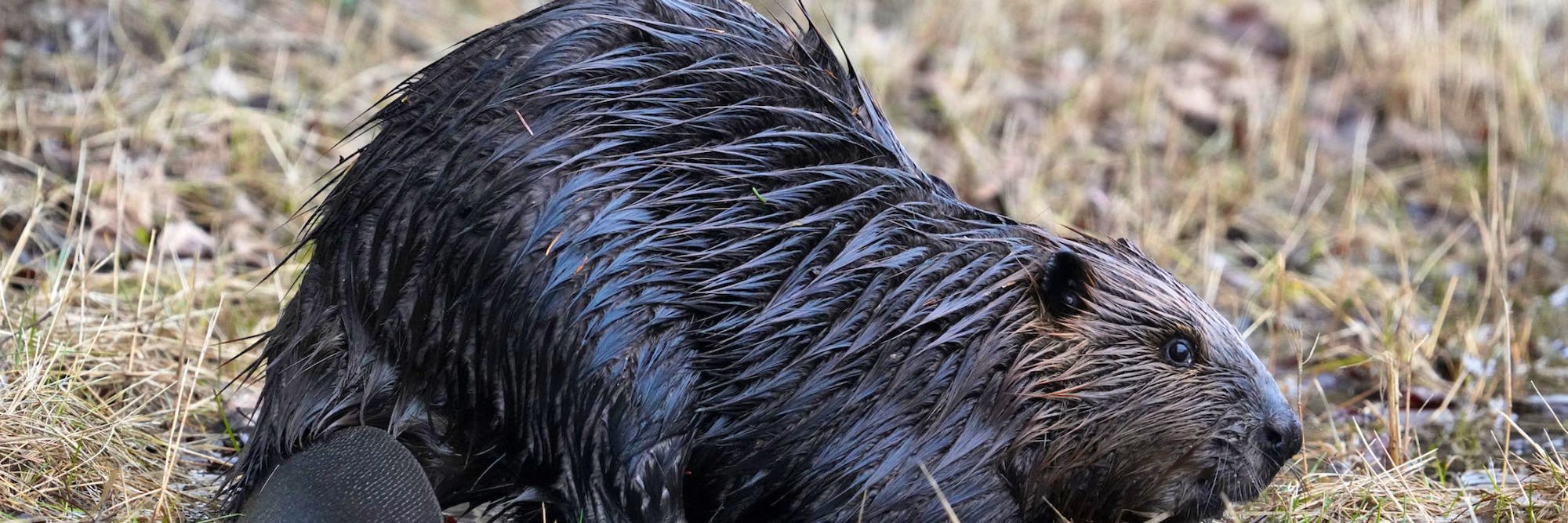 North American beaver in shallow water