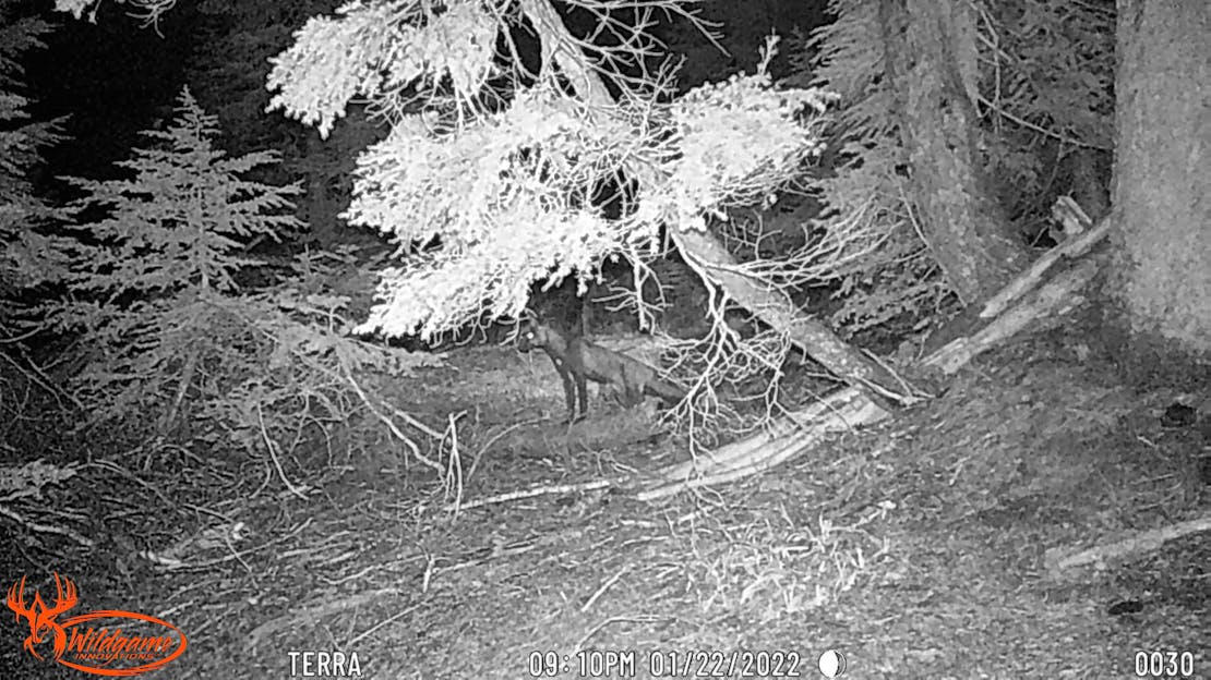 A black and white camera trap photo of a Sierra Nevada red fox in a forest in Oregon.