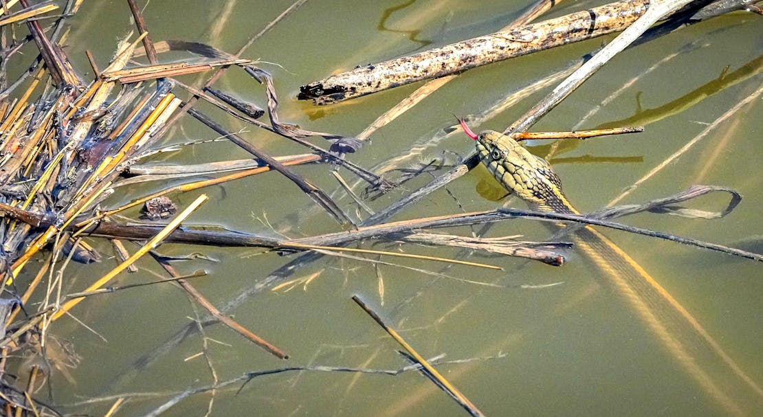 A giant garter snake in water, surrounded by sticks and straw floating in the water. Only the snake's head is breaking the water's surface and it has its tongue sticking out. The water is clear enough that the snake's body is visible under the water.. 