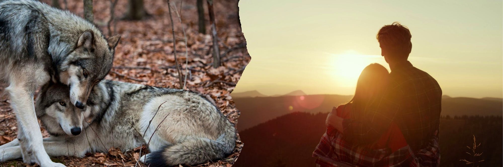 wolves snuggling and humans snuggling