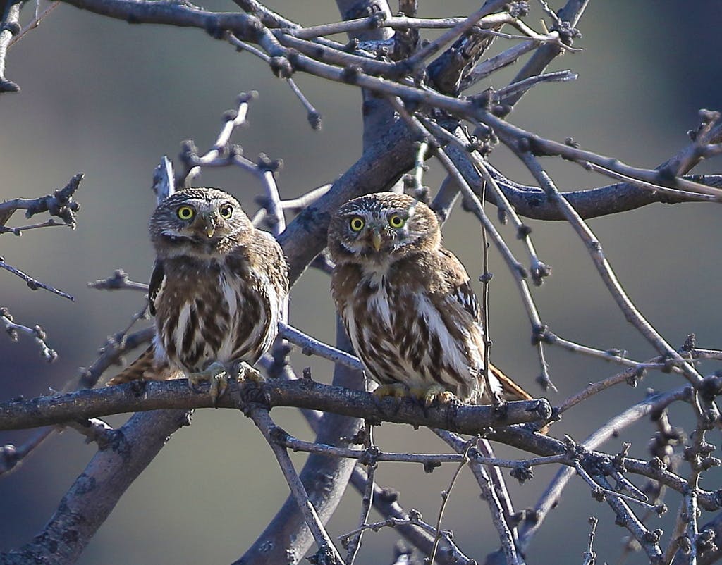 two cactus ferruginous pygmy owls in a tree