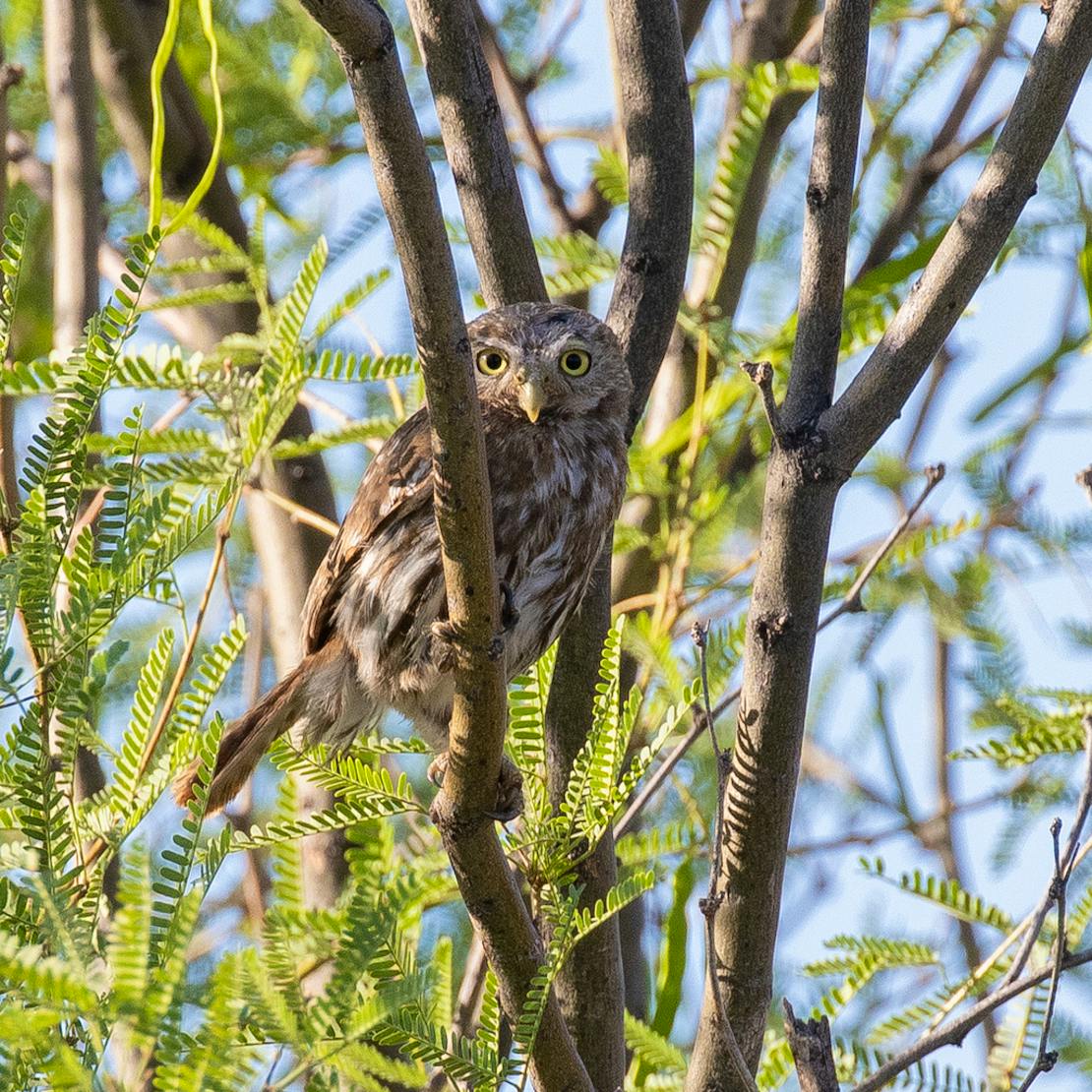 cactus ferruginous pygmy owl in a tree