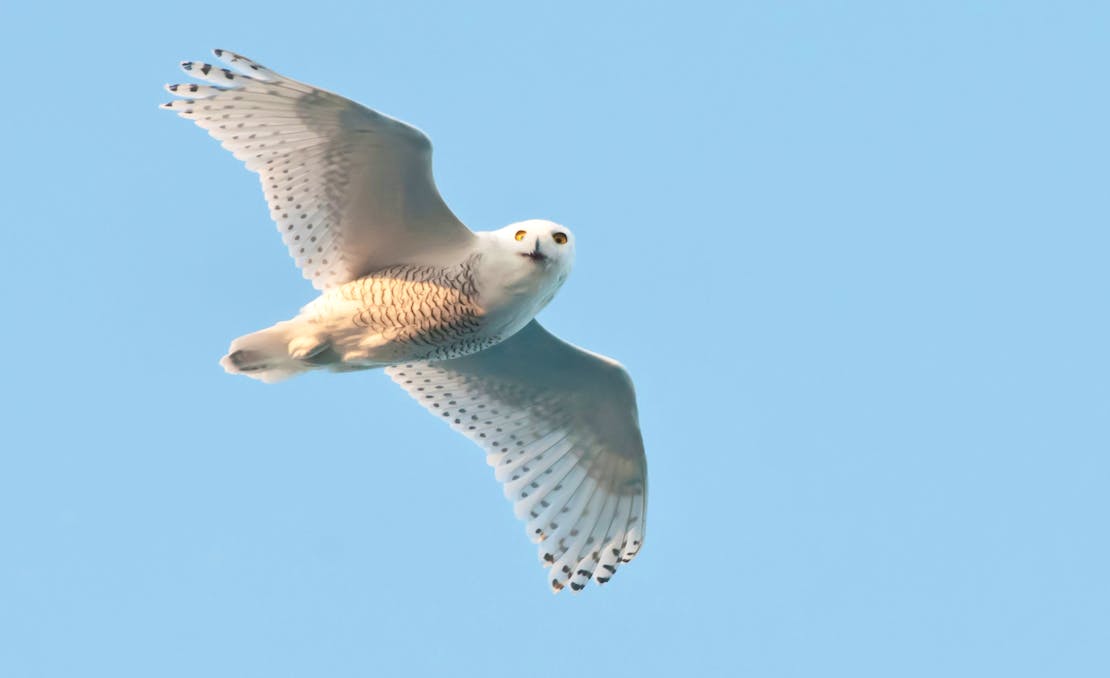 snowy owl flying