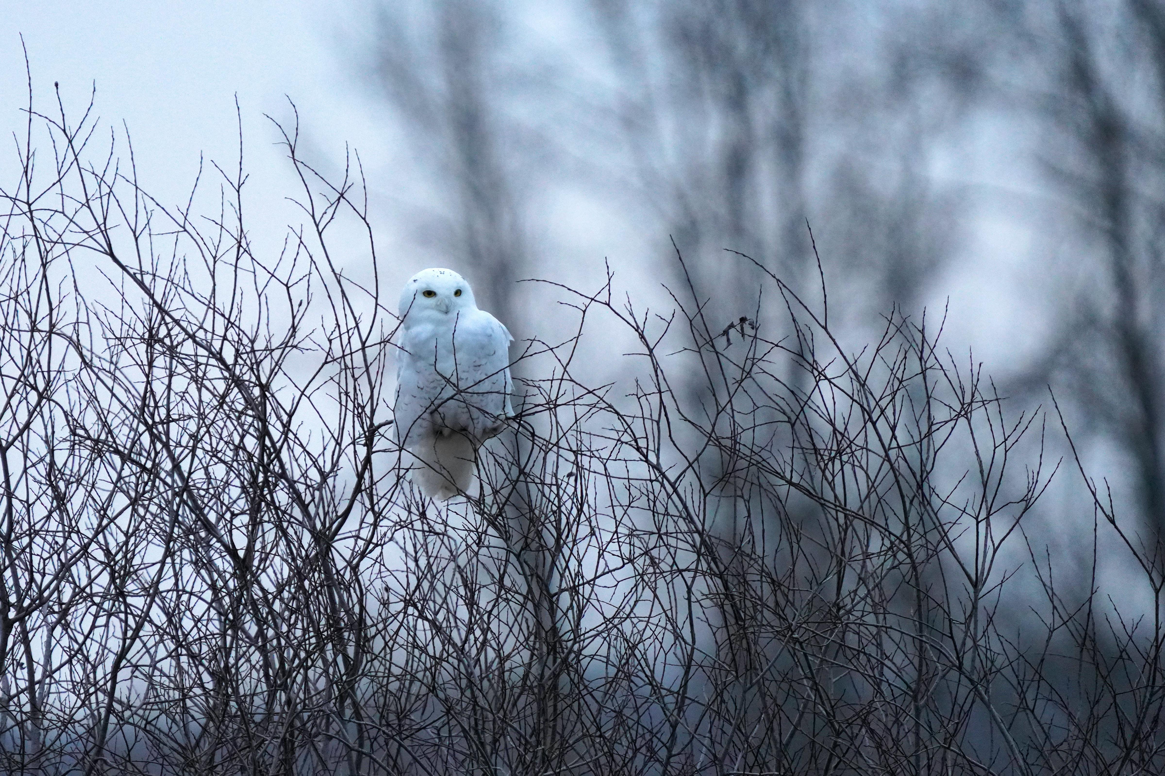 snowy owl in trees