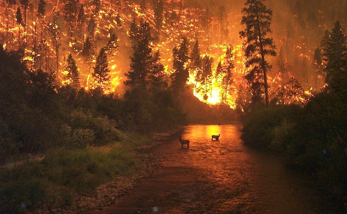 A wildfire in the Bitterroot National Forest in Montana. Two elk stand in a river. The trees are ablaze in the background.