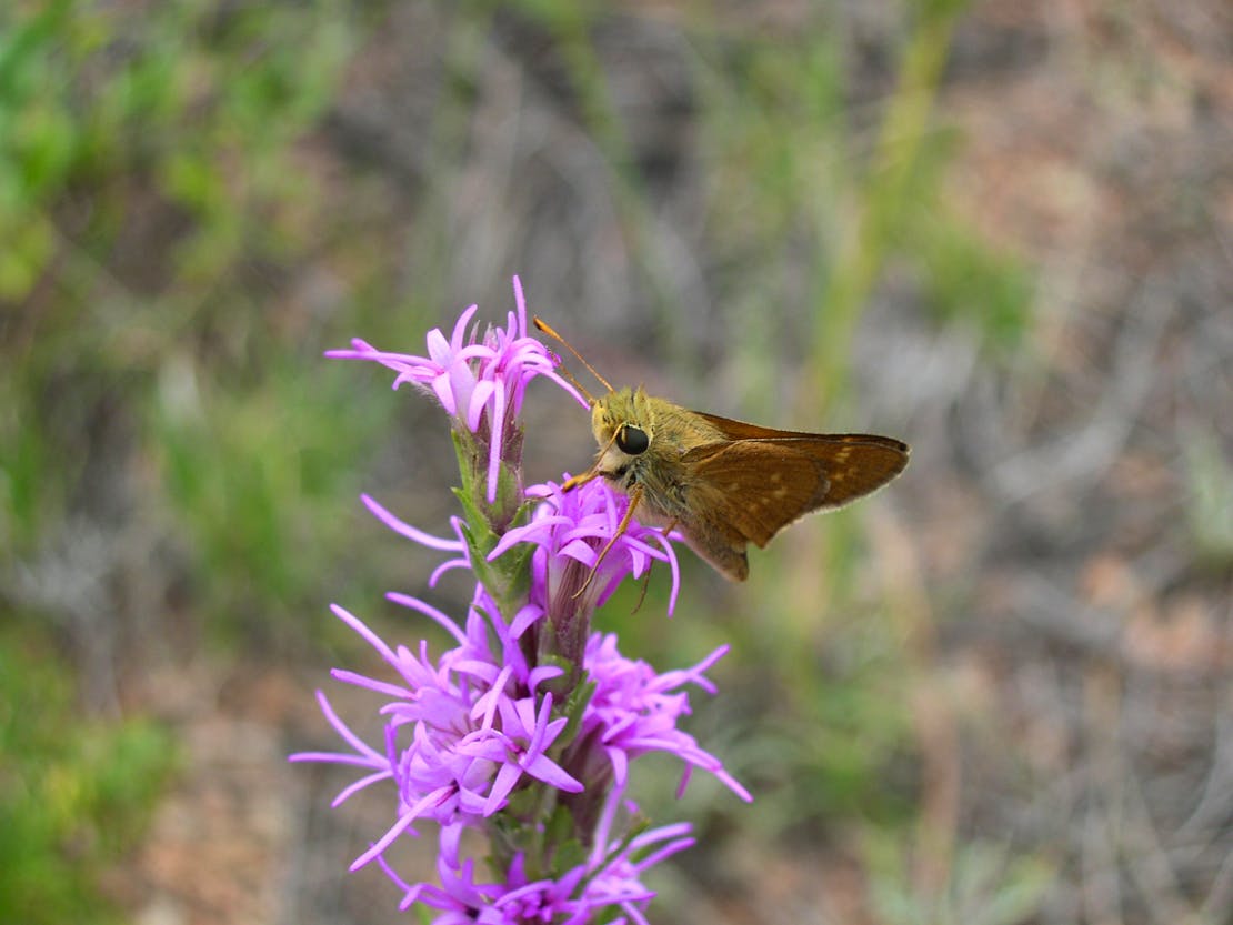 Pawnee montane skipper, a small, brownish-yellow butterfly, on a light pink-purple flower.