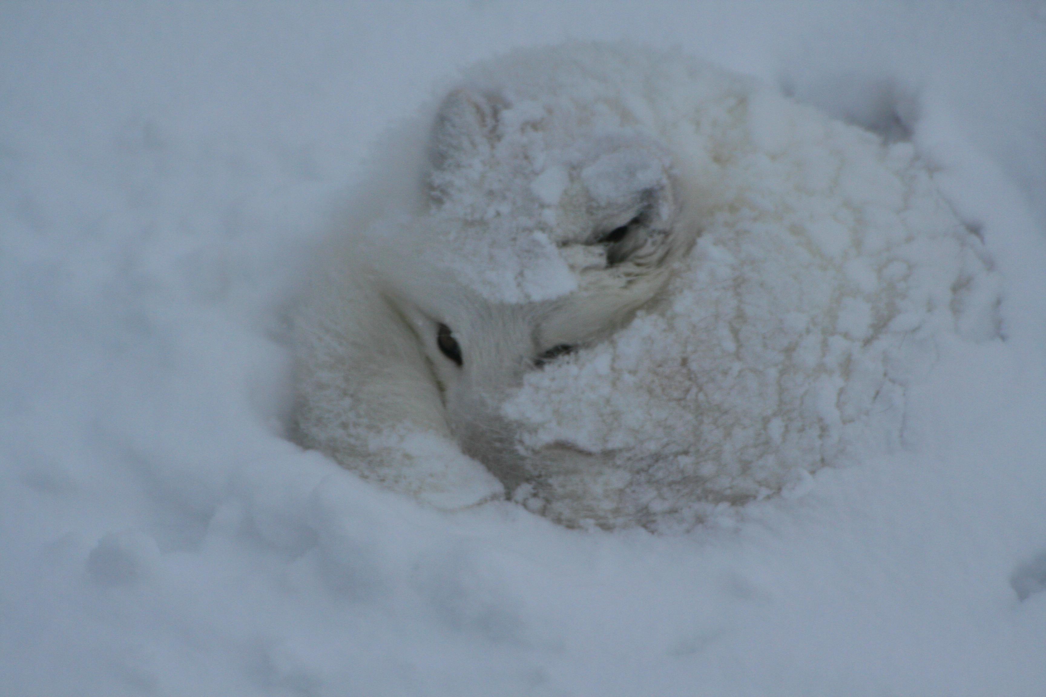 A curled up Arctic fox, covered in snow. It's eyes are open just above its wrapped around tail and paw.