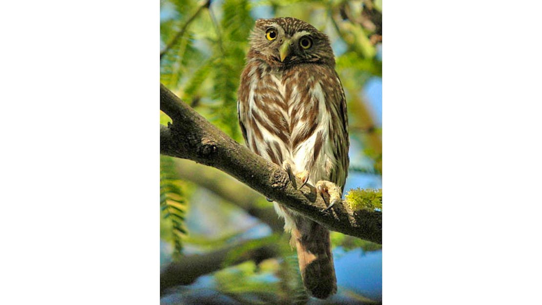 A cactus ferruginous pygmy owl sitting on a branch in a tree. Photo is taken from below the owl and it is looking down toward the camera