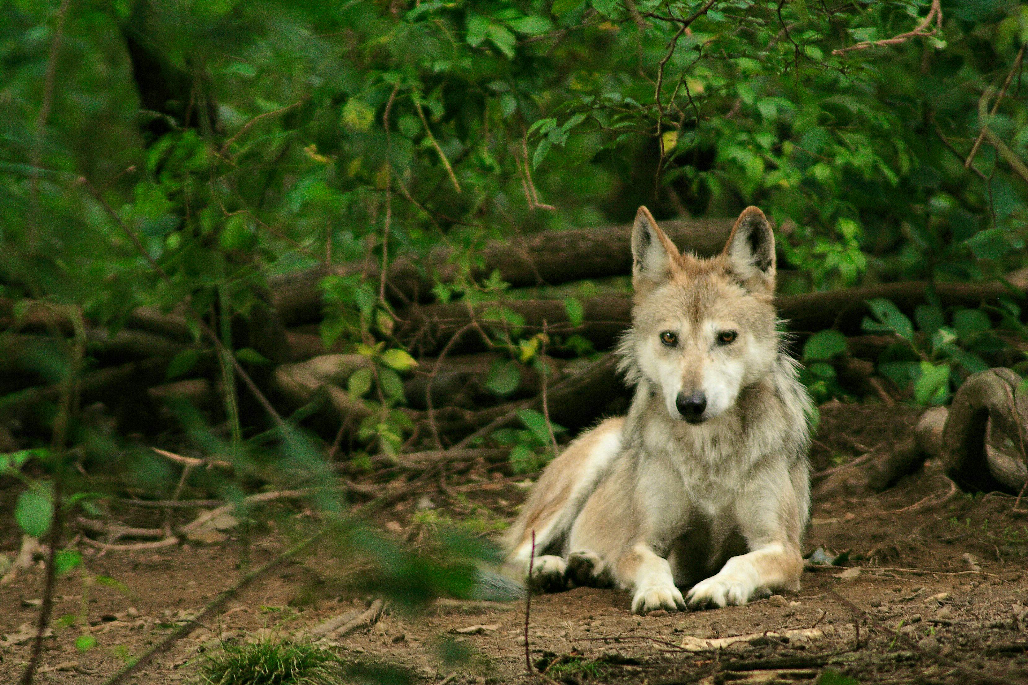 2008.09.13 - Mexican Gray Wolf Stare - Wolf Conservation Center.jpg