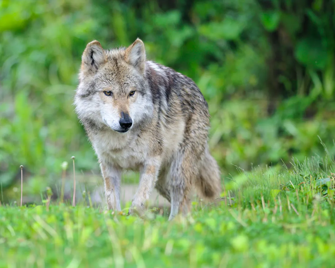 2010.05.20 - Mexican Gray Wolf Walking through Grassy Field - Glenn Nagel - iStockphoto.jpg