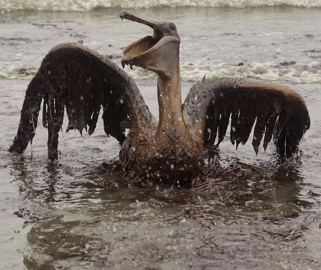Brown Pelican in oil