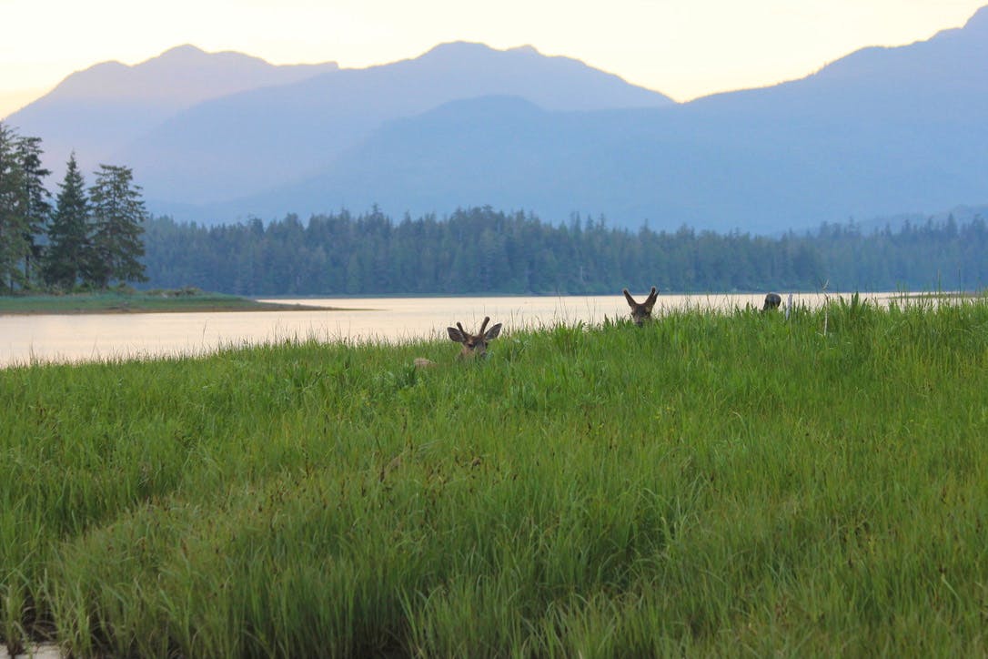 Three deer peer back through the tall grass in a field in the Tongass National Forest.