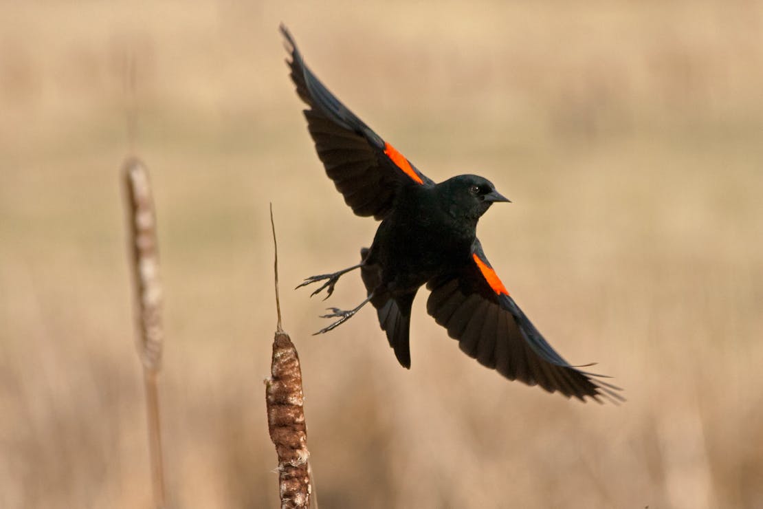 Red-Winged Blackbird taking off from cattail in marsh