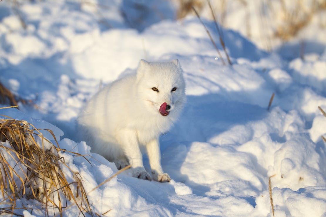 An Arctic fox licking its lips. The fox sits on mounds of snow. There are some dead plants poking out of the snow.