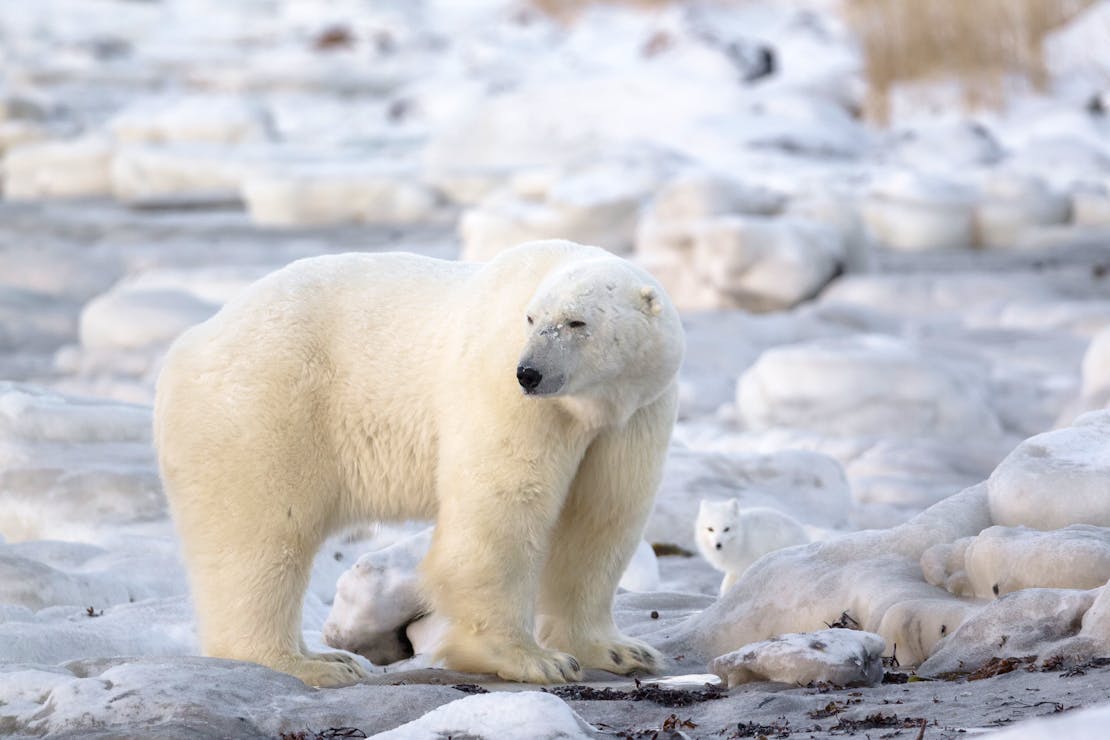 A polar bear  stands in the foreground, gazing towards the left. An arctic fox creeps in the background, well behind and to the right of the bear. The animals stand on a snowy tundra.