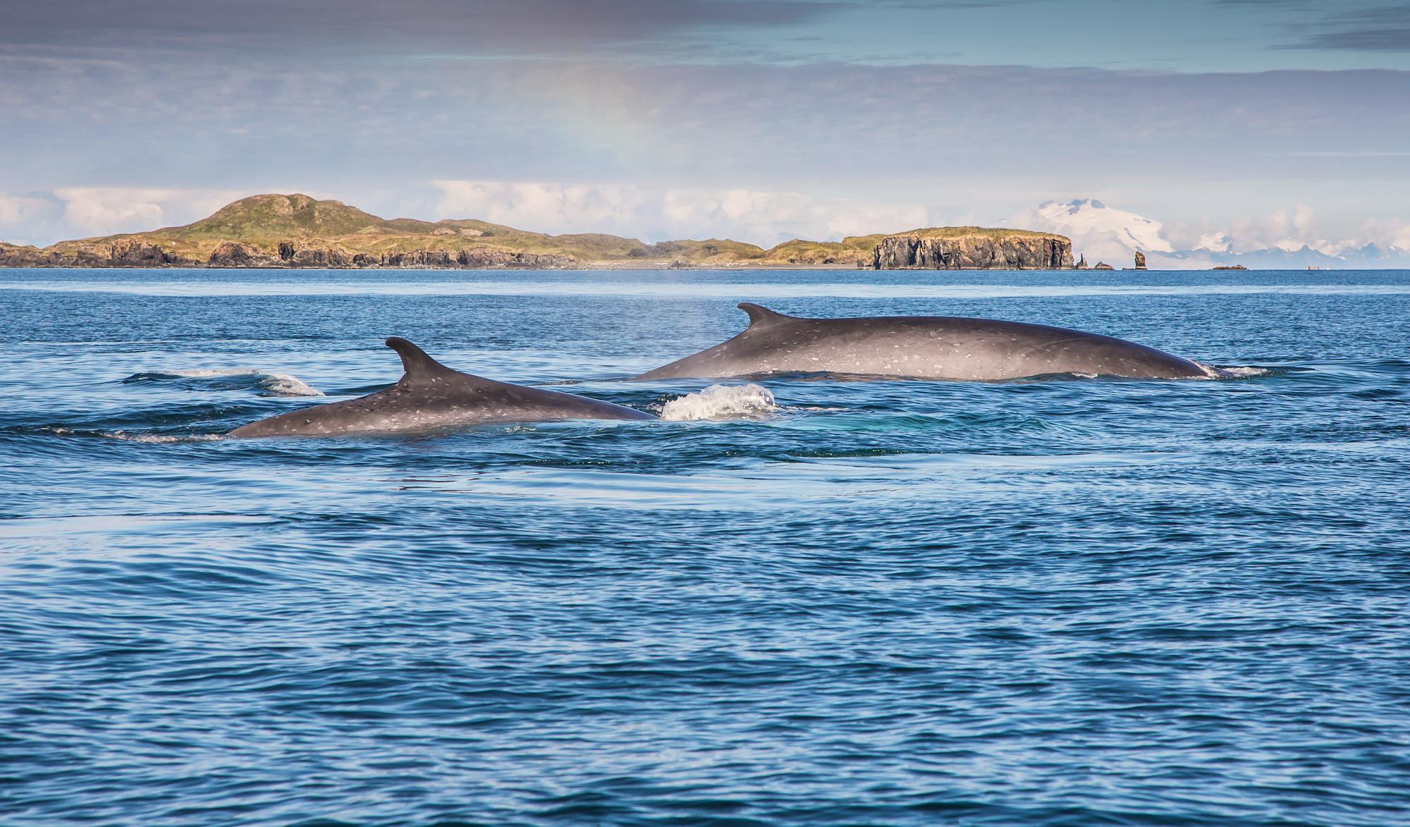 Two fin whales surfacing