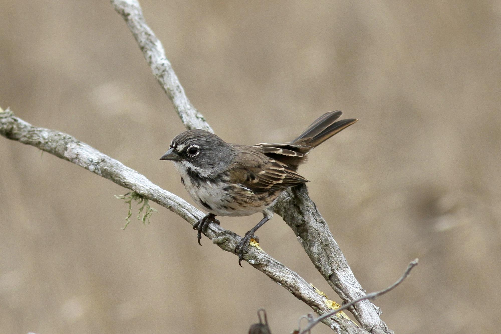 A San Clemente Bell sparrow perches on a branch