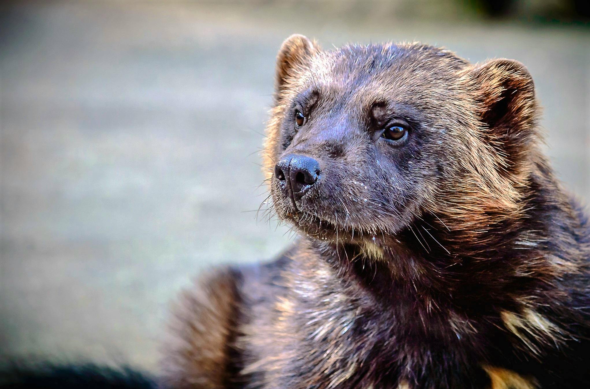 Close up of a wolverine with it's face in focus.