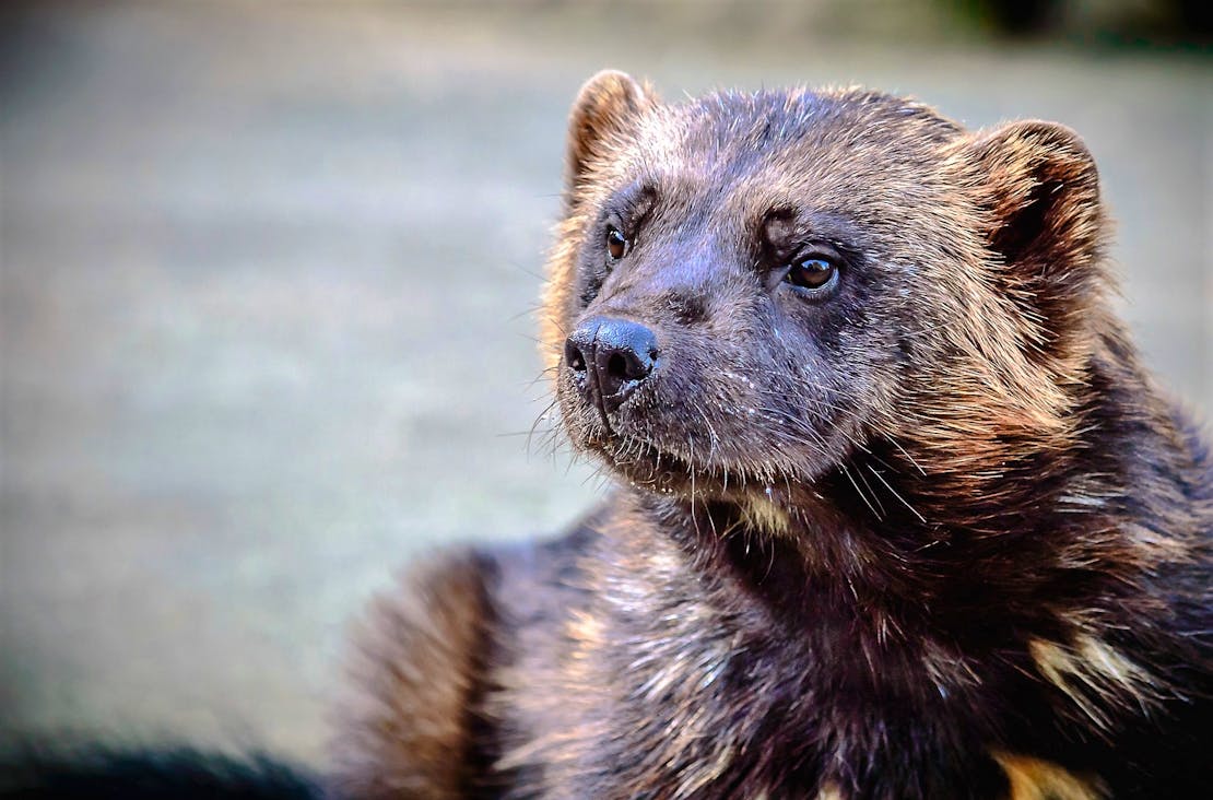 Close up of a wolverine with it's face in focus.