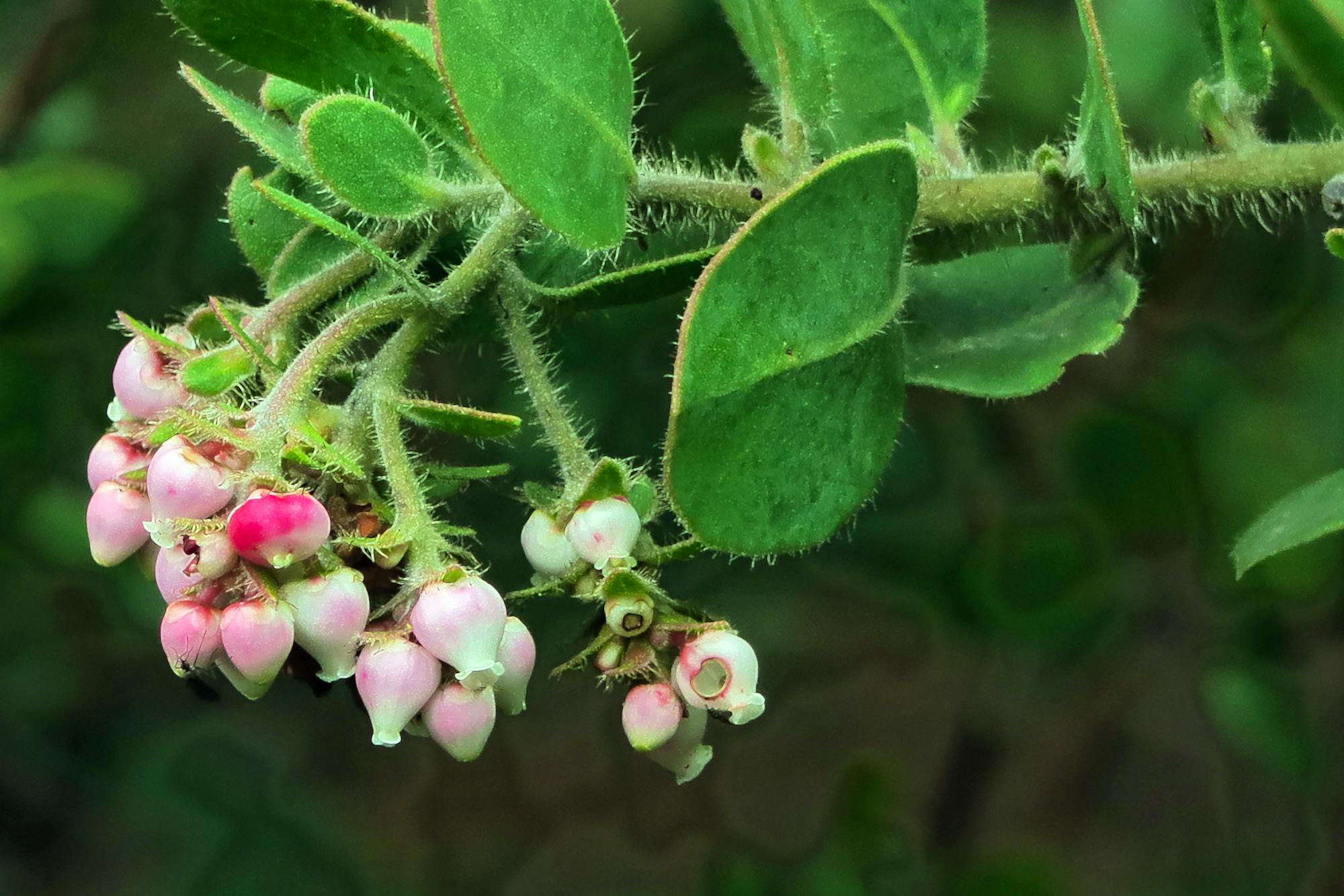 A Santa Rosa Island manzanita. A bulbous pink flower with round, fuzzy or spikey green leaves.
