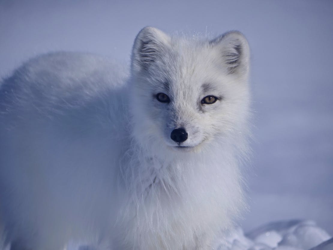 An Arctic fox looking towards the camera. Background is white (snow)