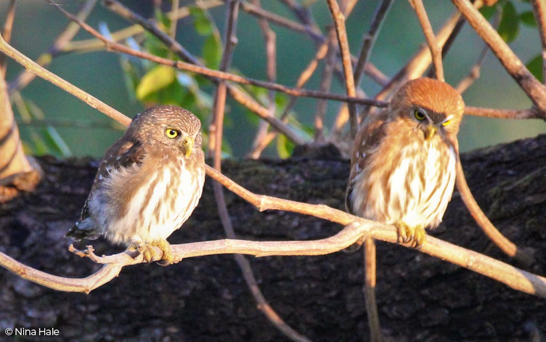 Two ferruginous pygmy owls sit on a thin branch. Their are several other spindly branches surrounding them in the background.