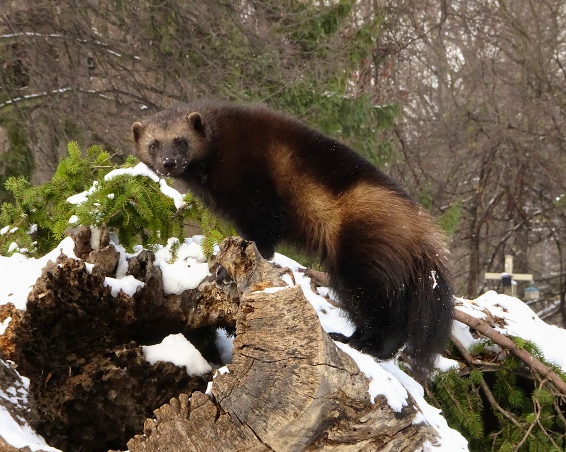 Captive wolverine standing on log in snow at Detroit Zoo