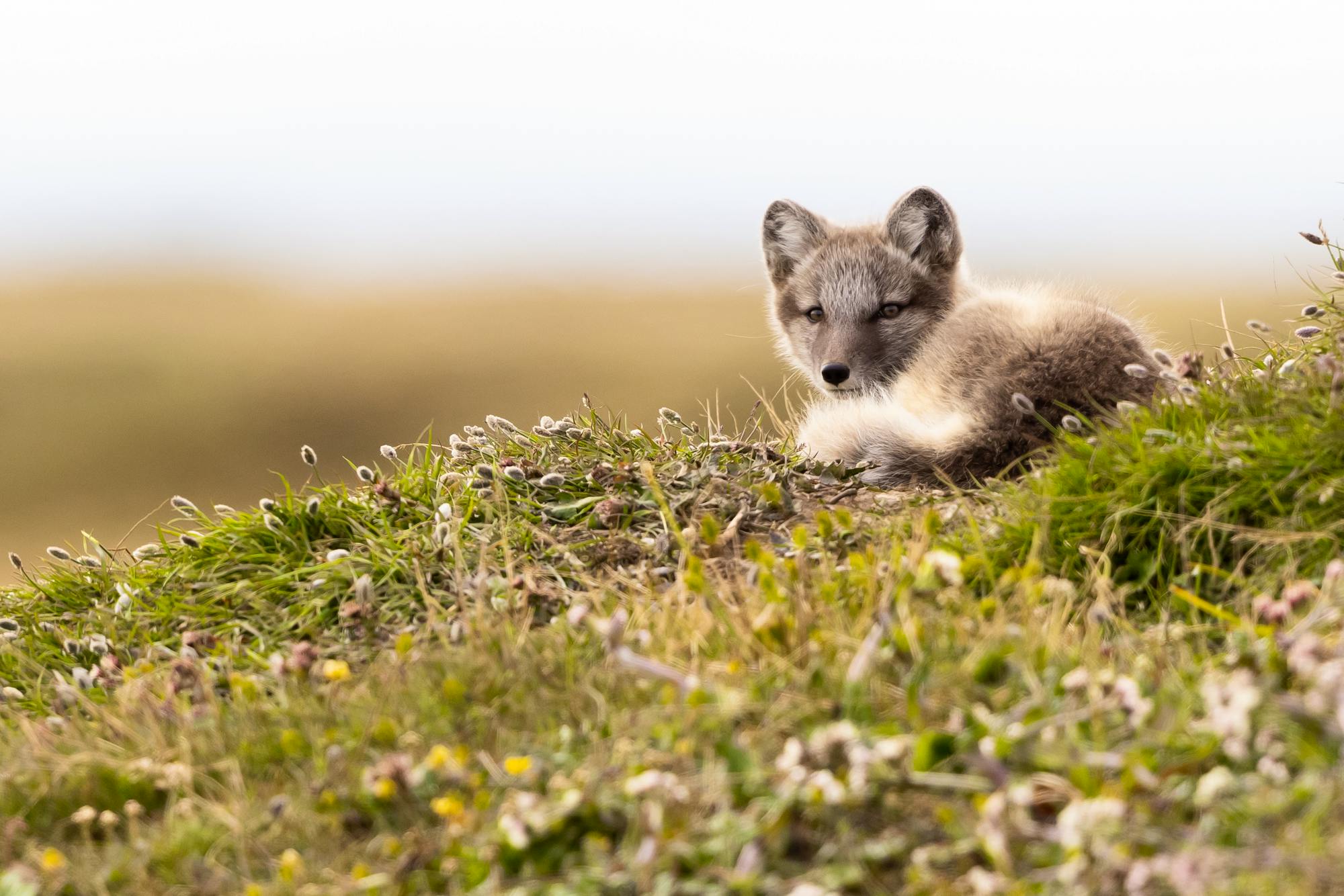 A young Arctic fox rests curled up on a hillside of tundra plants outside its den.