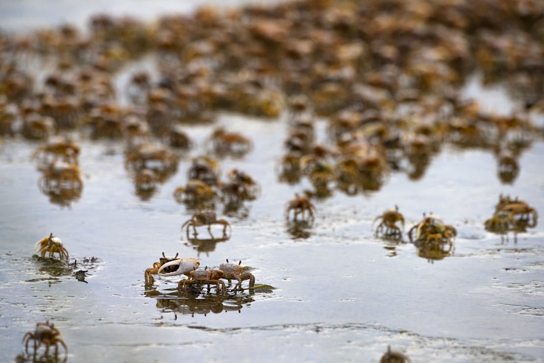 Hundreds of fiddler crabs on the marsh